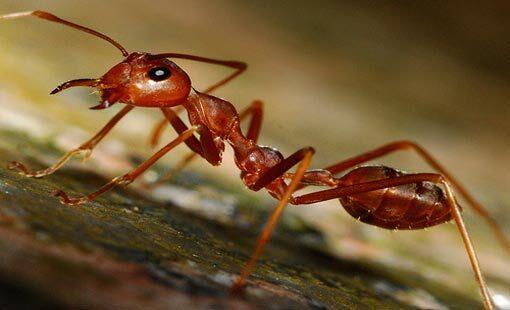 کشف پادزهر برای نابودی نوعی مورچه مهاجم در آمریکا
