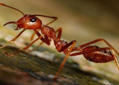 کشف پادزهر برای نابودی نوعی مورچه مهاجم در آمریکا