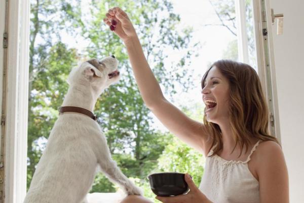 5 حقه ساده و بامزه به سگ تان یاد بدهید