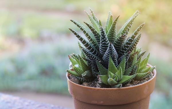 آشنایی با گیاه هاورتیا و روش های نگهداری از آن