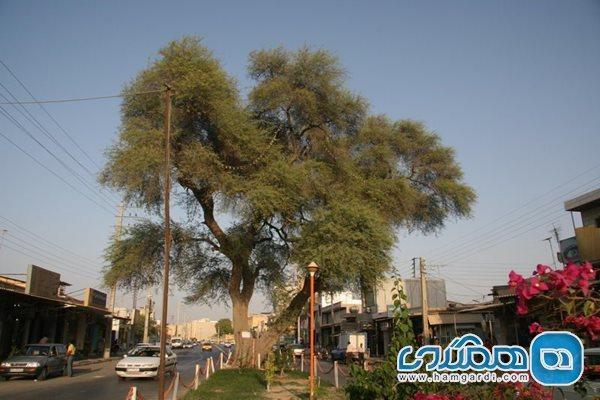 درخت 200 ساله بوشهری در زمره آثار ملی عایدی !