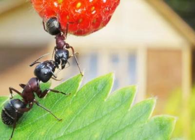 دوستی عجیب 60 میلیون ساله ، نقش گیاهان گل دار در تکامل مورچه ها