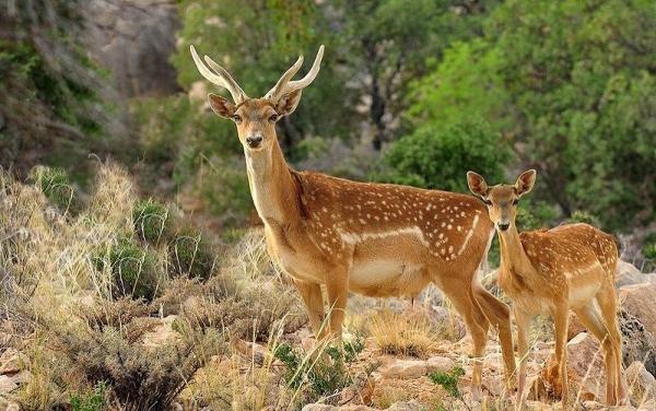 نخستین گوساله گوزن زرد ایرانی متولد شد نخستین گوساله گوزن زرد ایرانی به دنیا آمد