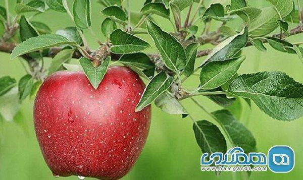 اولین جشنواره گردشگری سیب درختی مجن برگزار می گردد