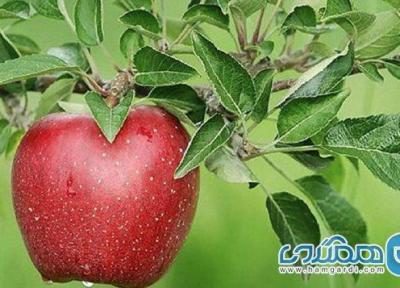 اولین جشنواره گردشگری سیب درختی مجن برگزار می گردد